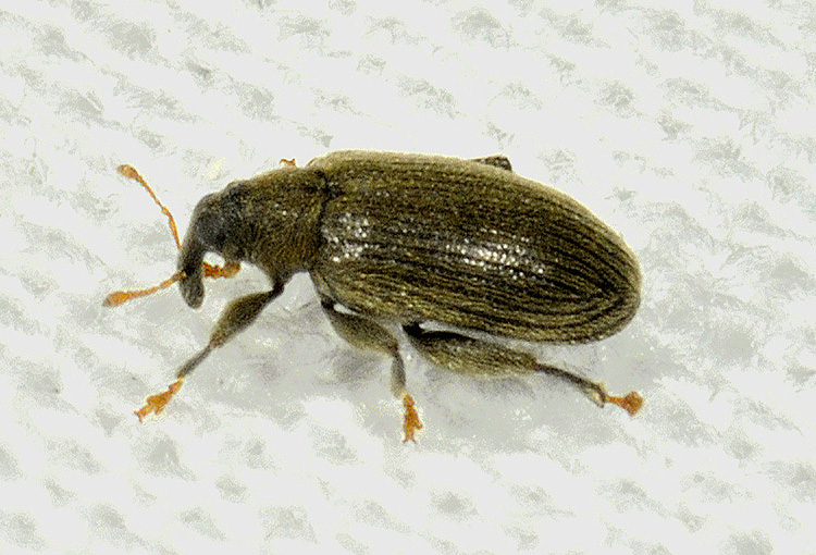 Curculionidae: Orchestes fagi